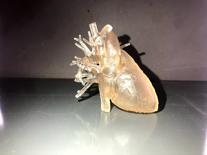 Anatomical Heart Model