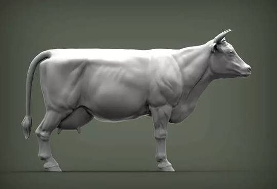 Cow Anatomical Model